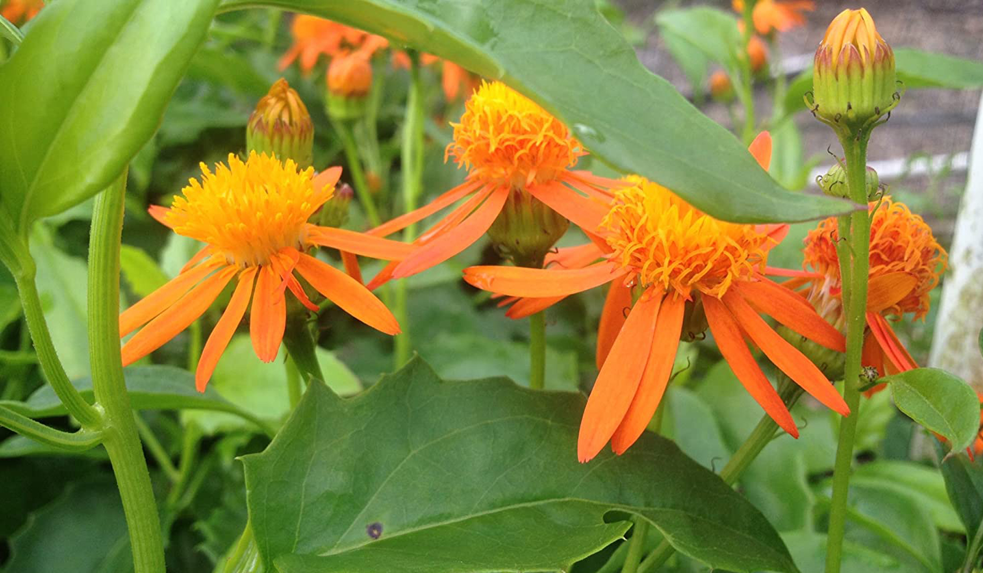 Orange Flower