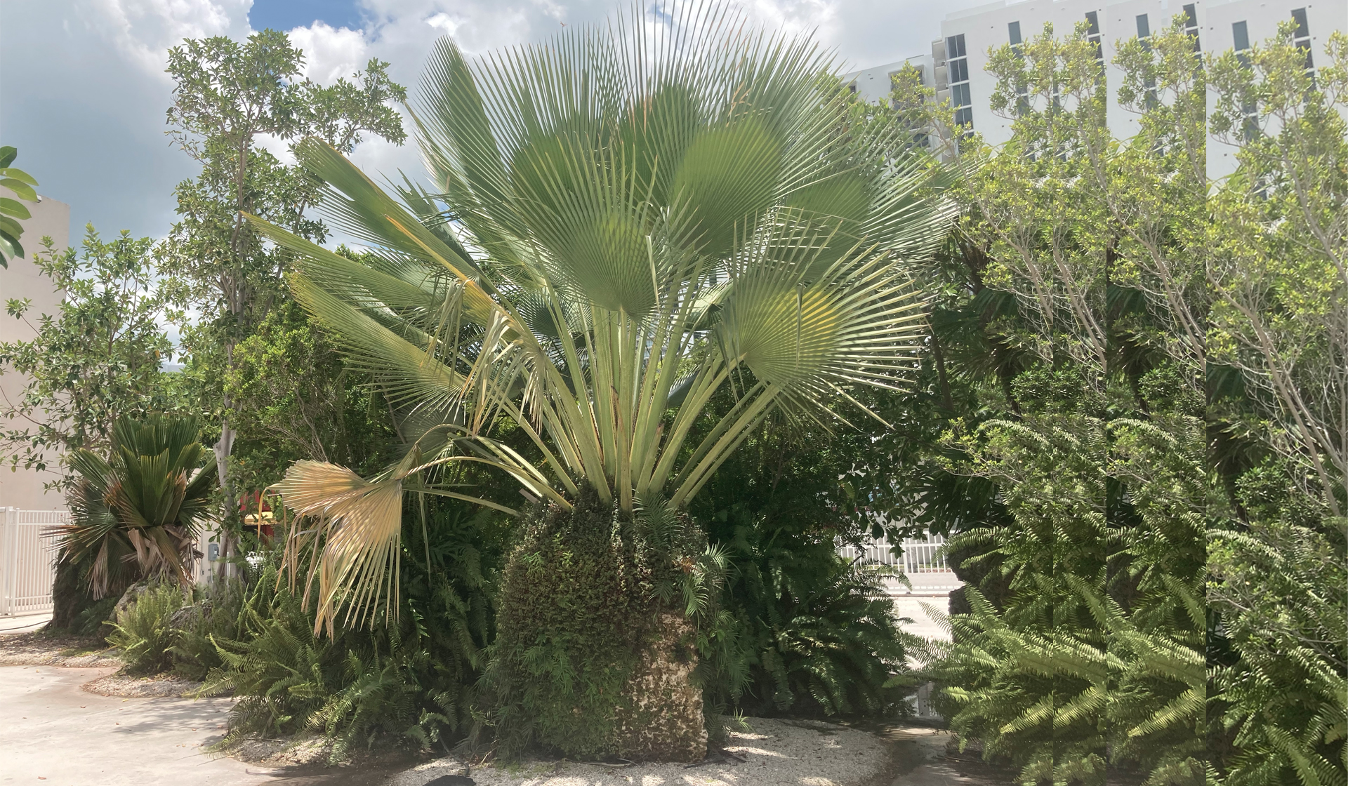 Oolite Stone. Center Palm: Copernecia gigas