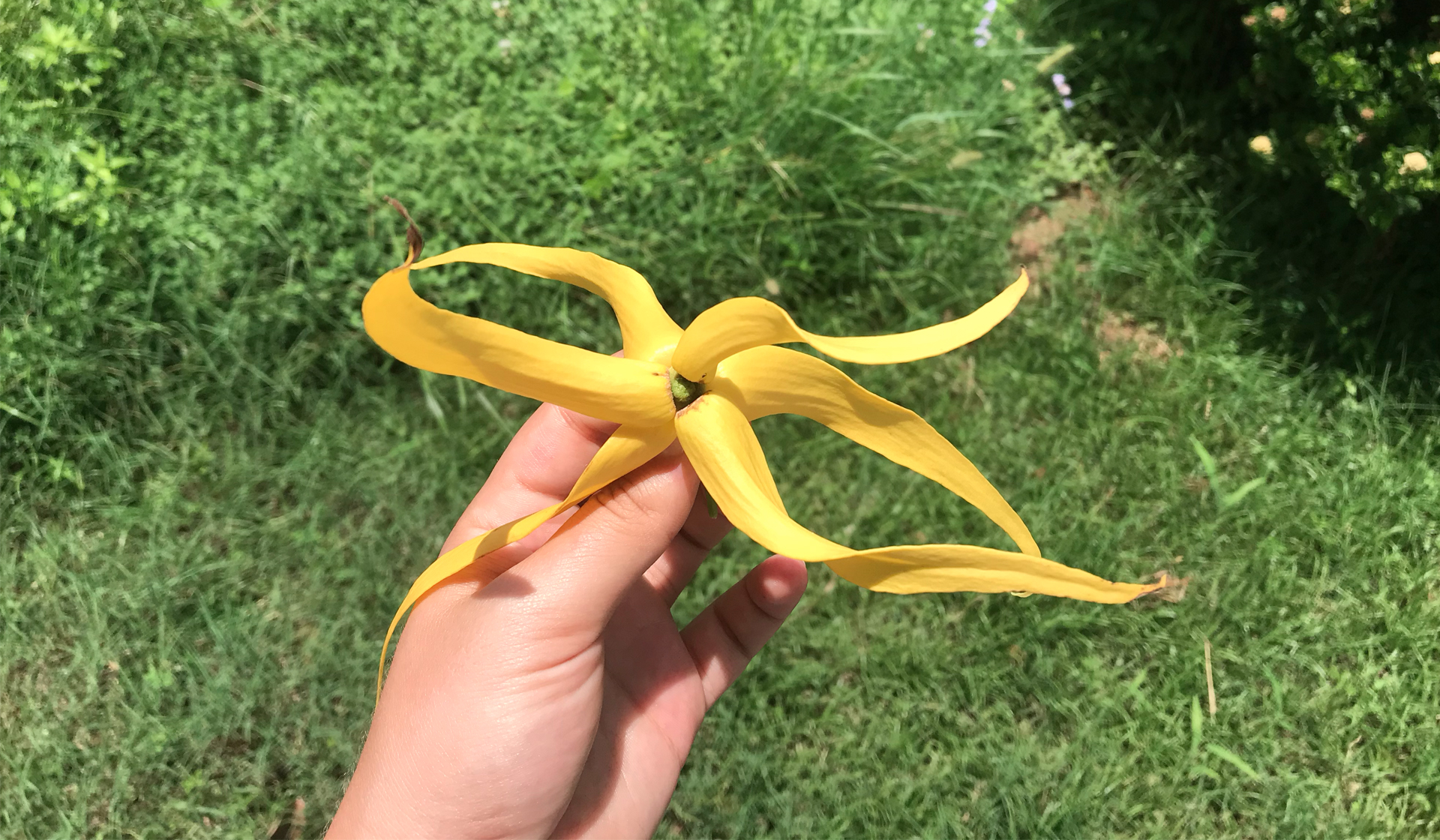 Ylang Ylang Flower