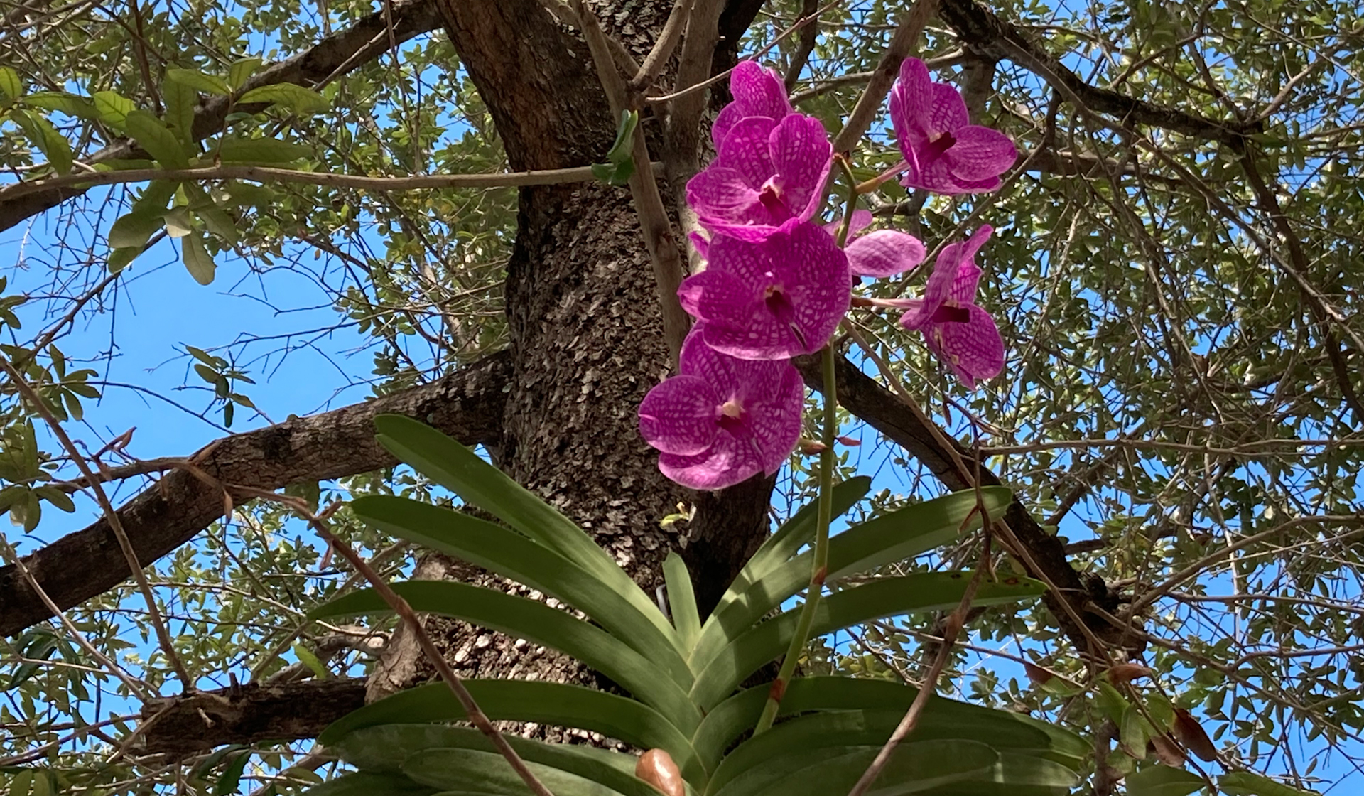 Orchids