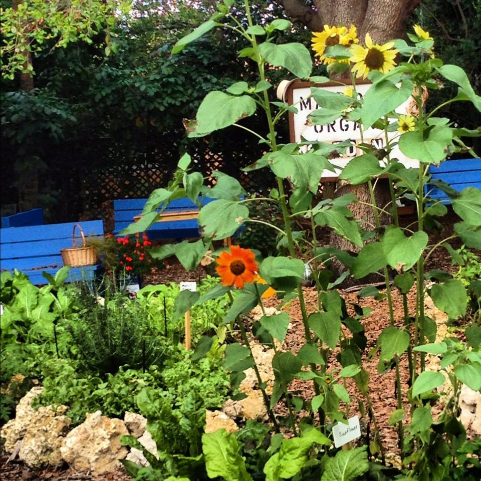 mandolin, garden, design district