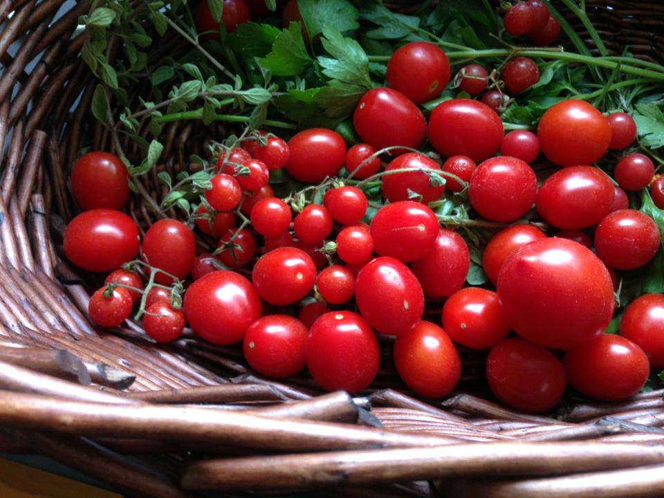 mandolin, garden, design district, tomatoes