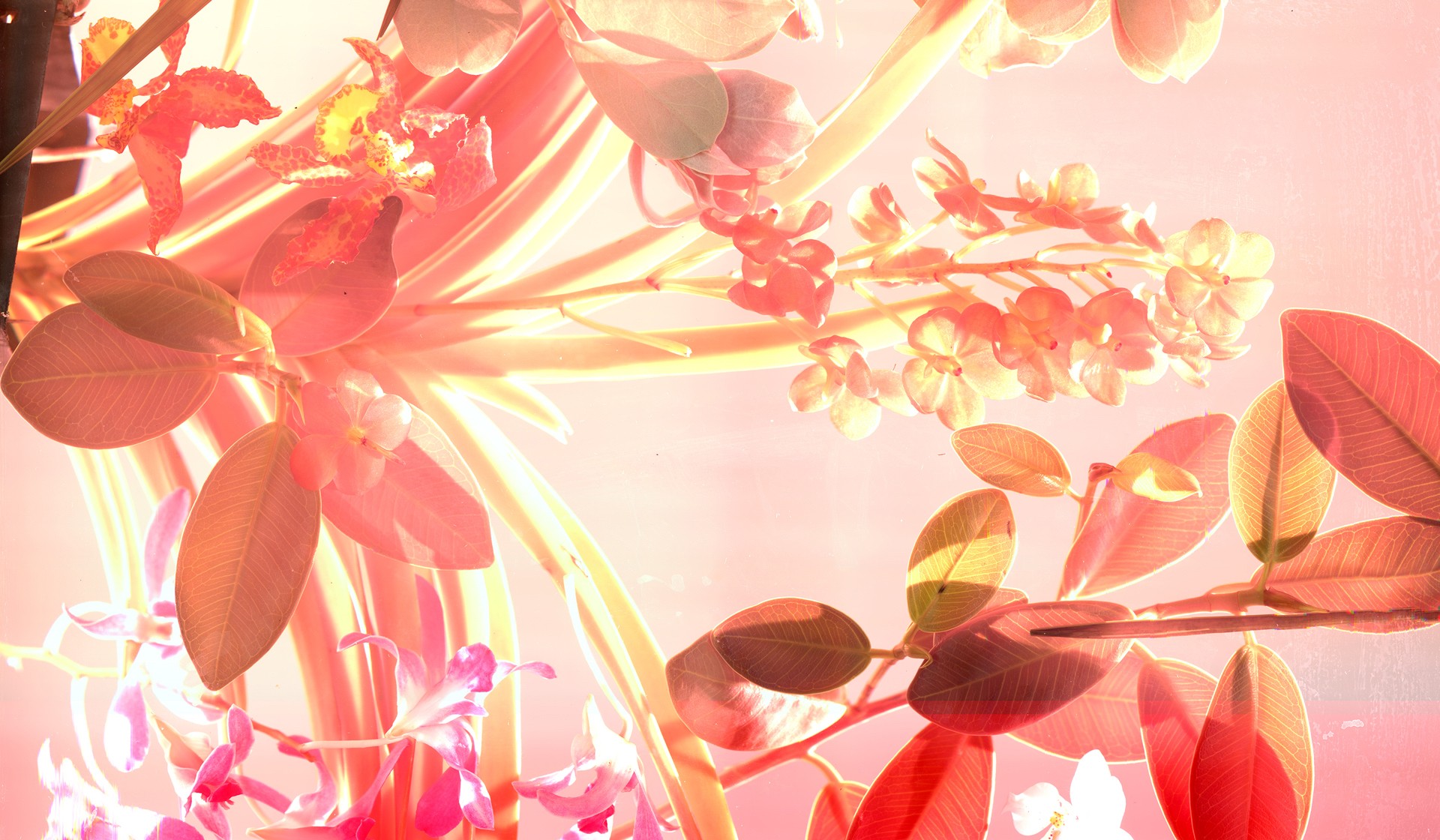 Orchids at Sunrise by Cristina Lei Rodriguez