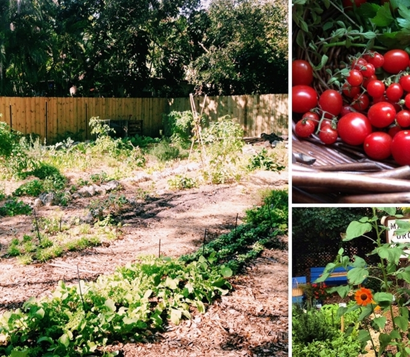 Garden Fresh Food at Mandolin Aegean Bistro